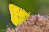 Orange Sulphur