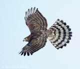 Coopers Hawk