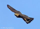 Sharp-shinned Hawk