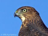Coopers Hawk