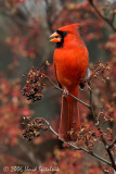 Northern Cardinal
