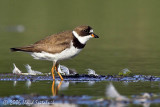 Semipalmated Plover