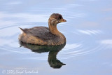 Pied-billed Grebe (juvenile)