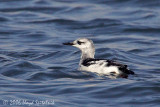 Black Guillemot
