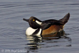 Hooded Merganser