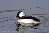 Bufflehead (male)