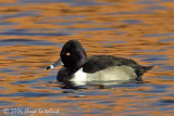 Ring-necked Duck