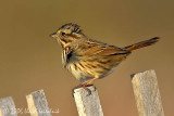 Song Sparrow