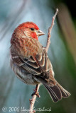 House Finch