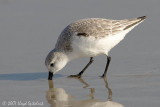 Sanderling