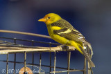 Western Tanager (male)