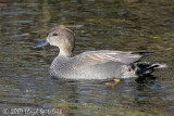 Gadwall