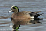 American Wigeon