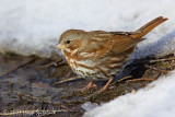 Fox Sparrow
