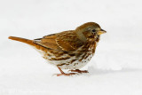 Fox Sparrow