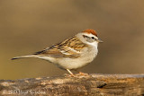 Chipping Sparrow