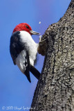 Red-headed Woodpecker