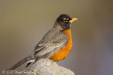 American Robin (male)