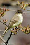 Eastern Phoebe