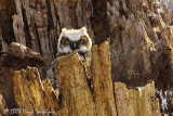 Great Horned Owl