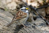White-throated Sparrow