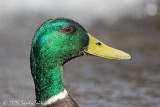 Mallard