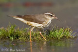Louisiana Waterthrush