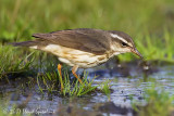 Louisiana Waterthrush
