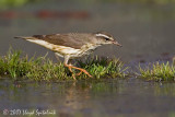 Louisiana Waterthrush