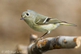 Ruby-crowned Kinglet