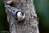 White-breasted Nuthatch (male)
