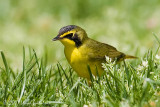 Kentucky Warbler