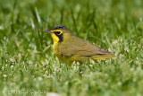 Kentucky Warbler
