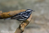 Black-and-white Warbler