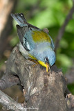 Northern Parula