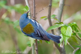 Northern Parula