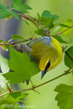 Blue-winged Warbler (female)