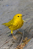 Yellow Warbler
