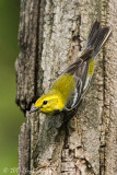 Black-throated Green Warbler