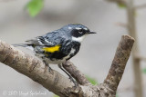 Yellow-rumped Warbler 