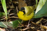 Kentucky Warbler