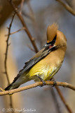 Cedar Waxwing