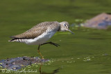 Solitary Sandpiper