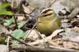 Worm-eating Warbler