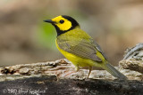 Hooded Warbler (male)