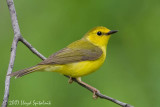 Hooded Warbler (female)