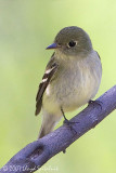 Yellow-bellied Flycatcher
