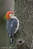 Red-bellied Woodpecker (male)