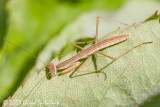 Praying Mantis (nymph)
