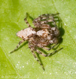 Lynx Spider
